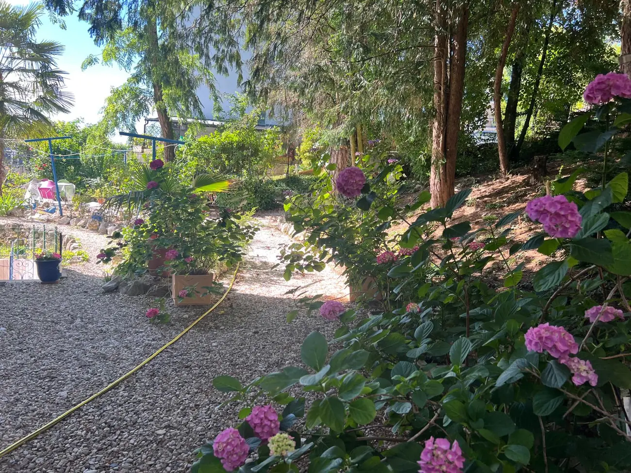 Hortensias et massifs fleuris dans le jardin de la villa